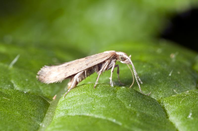 The destructive diamondback moth has spread across the world and mutated to become immune to each new chemical pesticide designed to slay it. The destructive diamondback moth has spread across the world and mutated to become immune to each new chemical pesticide designed to slay it.