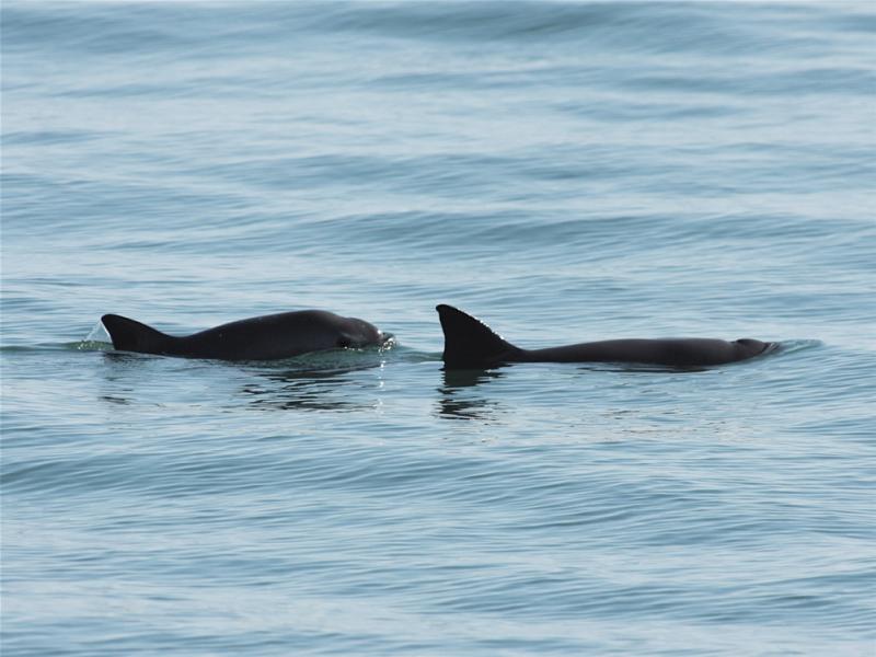 Researchers estimate there are only about 10 vaquita porpoises still living in Mexico's Gulf of California. Researchers estimate there are only about 10 vaquita porpoises still living in Mexico's Gulf of California.