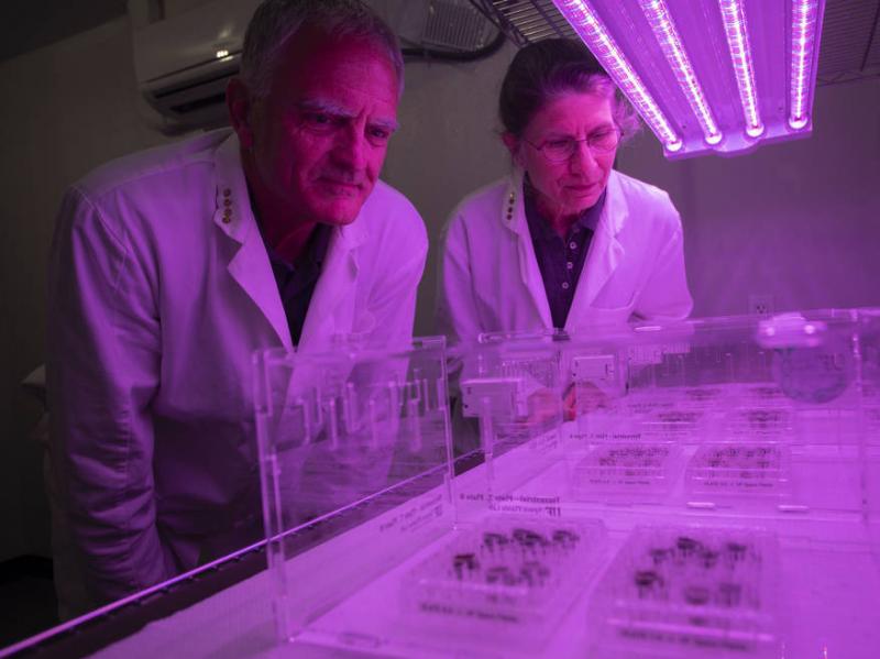 Researchers Robert Ferl and Anna-Lisa Paul. Researchers Robert Ferl and Anna-Lisa Paul.