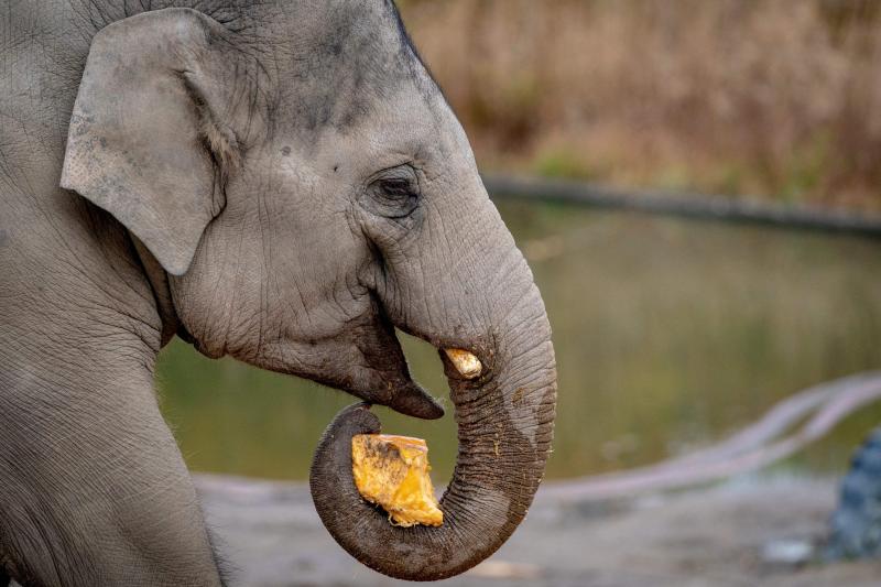 Researchers were able to detect DNA from elephants at the Copenhagen Zoo simply by sampling the air nearby. Researchers were able to detect DNA from elephants at the Copenhagen Zoo simply by sampling the air nearby.