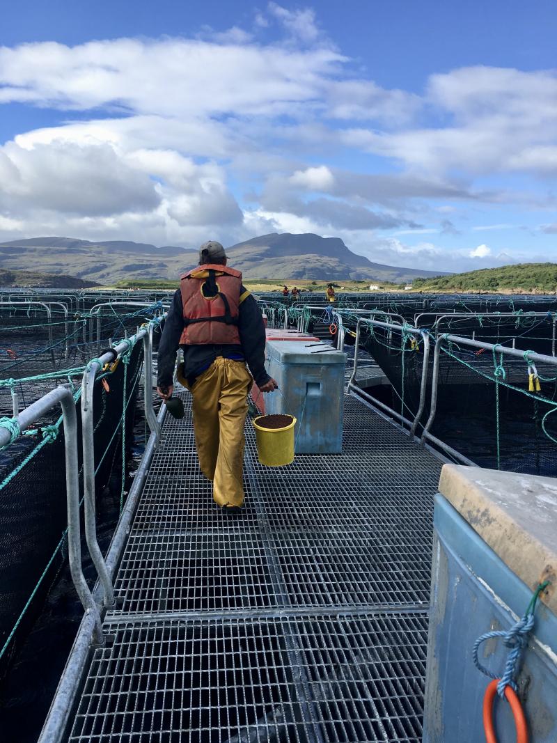 A worker heads out to hand-feed fish at a Scottish salmon farm, a method that is unusual among fish farms. A worker heads out to hand-feed fish at a Scottish salmon farm, a method that is unusual among fish farms.
