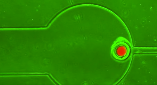 GMO bacteria "swarmbots" are strictly constrained to their holding cell. GMO bacteria "swarmbots" are strictly constrained to their holding cell.