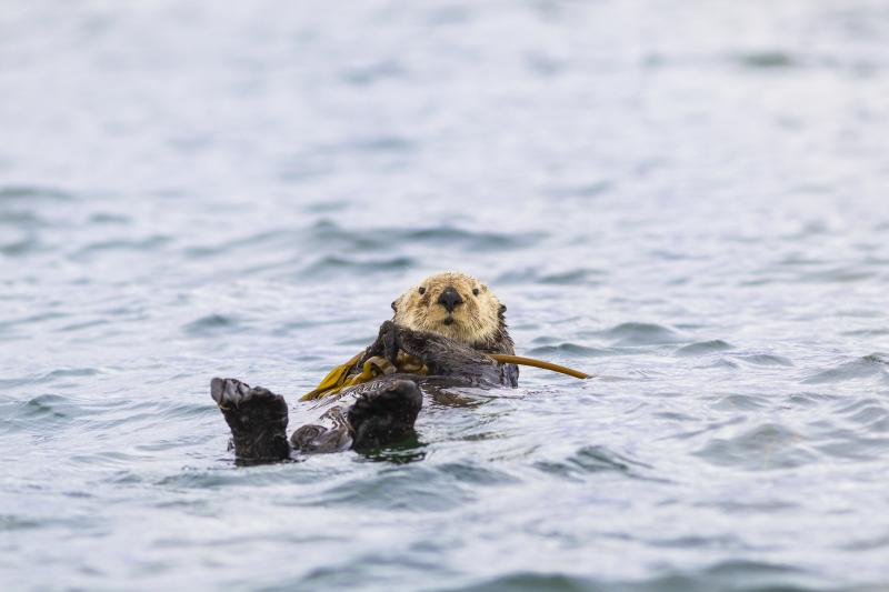 A sea otter hangs onto kelp off the coast of Vancouver Island, British Columbia, Canada. A sea otter hangs onto kelp off the coast of Vancouver Island, British Columbia, Canada.
