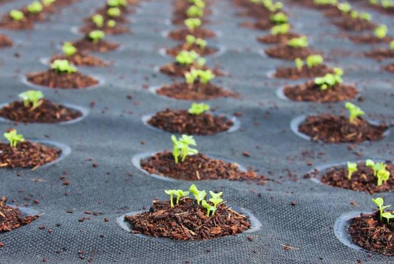 Seedsheets are made of weed-blocking fabric, a thick layer of soil and dissolvable pods full of organic seeds. Seedsheets are made of weed-blocking fabric, a thick layer of soil and dissolvable pods full of organic seeds.