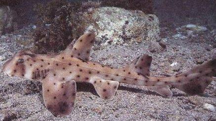 A horn shark named Miss Helen was taken from her pool exhibit and smuggled out of a Texas aquarium in a stroller. A horn shark named Miss Helen was taken from her pool exhibit and smuggled out of a Texas aquarium in a stroller.
