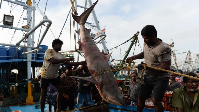 Indian fishermen pull up a shark from a boat for sale at a harbor in Chennai in June 2018. Many shark species tend to congregate in the same areas as industrial fishing ships, a study finds. Indian fishermen pull up a shark from a boat for sale at a harbor in Chennai in June 2018. Many shark species tend to congregate in the same areas as industrial fishing ships, a study finds.