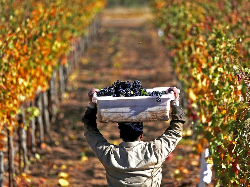 With the new tariff in effect, most American wines will incur duties of 29 percent. With the new tariff in effect, most American wines will incur duties of 29 percent.