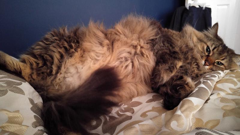John Locke lounges at home. Owners often say they don't care if their pet is "fat" — there's just more to love! John Locke lounges at home. Owners often say they don't care if their pet is "fat" — there's just more to love!