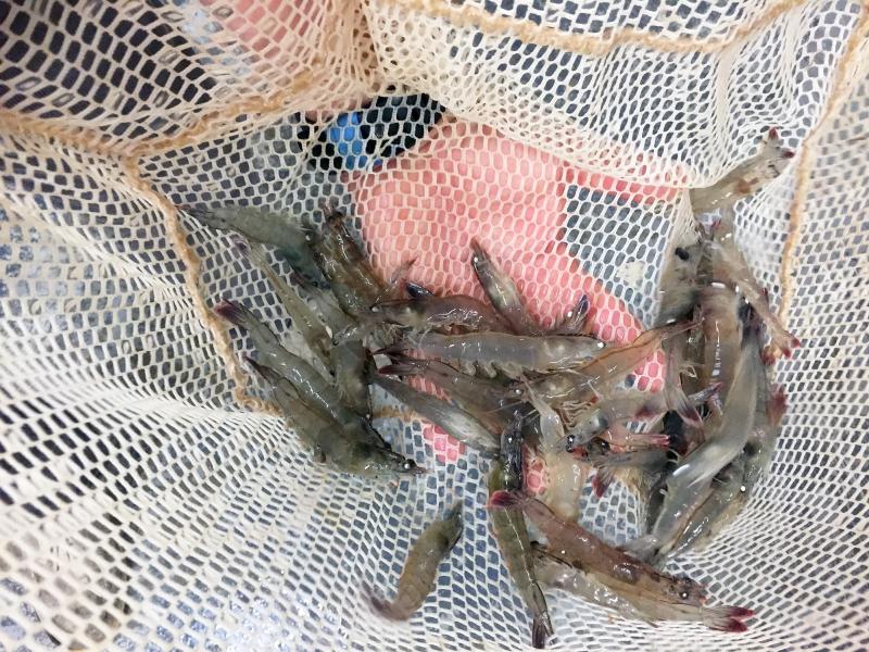 Pacific white shrimp raised in Eco Shrimp Garden's indoor aqua farm in New York's Hudson Valley, which owner Jean Claude Frajmund describes as a spa for shrimp. They grow for six months before they're ready for harvest. Pacific white shrimp raised in Eco Shrimp Garden's indoor aqua farm in New York's Hudson Valley, which owner Jean Claude Frajmund describes as a spa for shrimp. They grow for six months before they're ready for harvest.