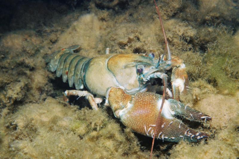 This crayfish has several branchiobdellida annelids attached to it. Signal crayfish in Lake Washington in Gene Coulon. This crayfish has several branchiobdellida annelida attached to it.