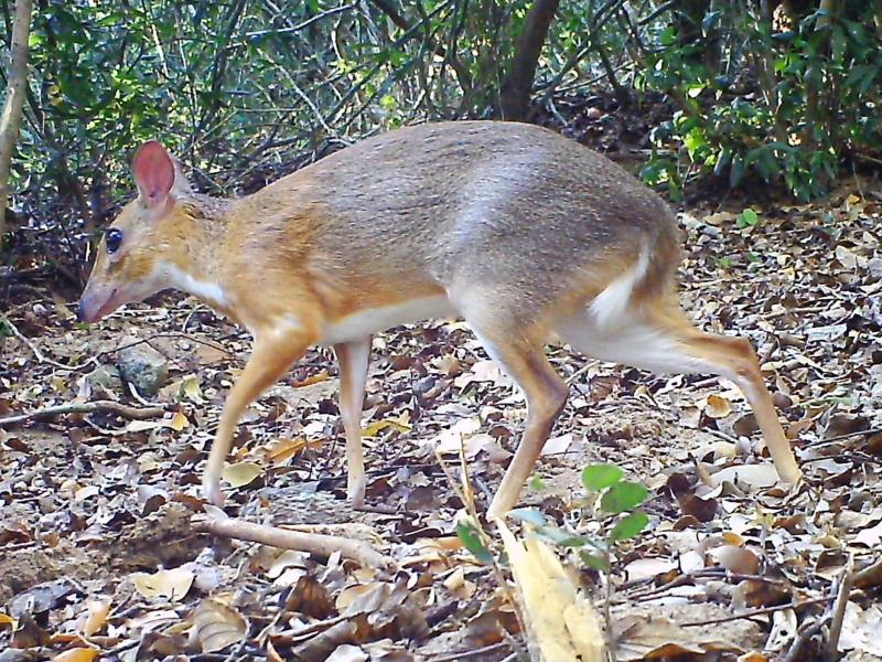 Nearly 30 years after its last documented sighting, a silver-backed chevrotain was spotted by a camera set up in the forest of southern Vietnam. Nearly 30 years after its last documented sighting, a silver-backed chevrotain was spotted by a camera set up in the forest of southern Vietnam.