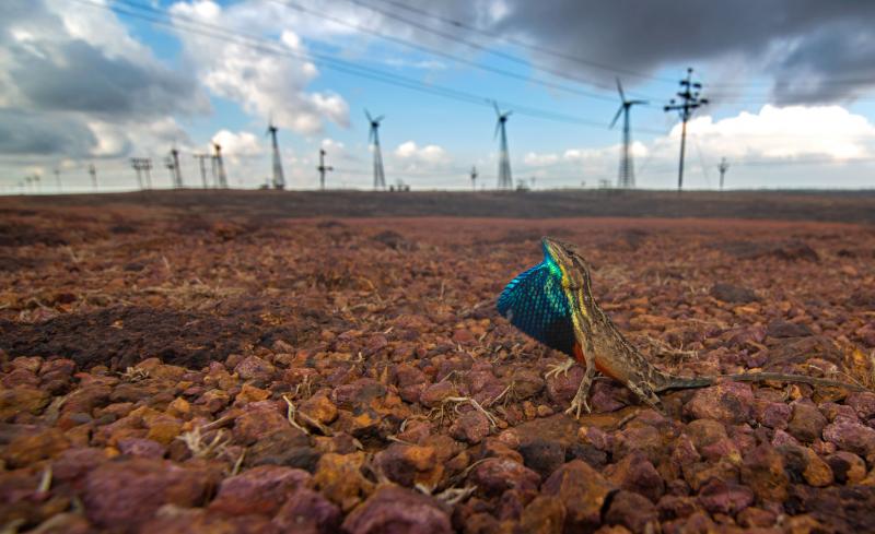 A fan-throated lizard displays his dewlap sac in front of Asia's largest wind farm in the Western Ghats mountains of India. The construction of the windmills altered the habitat of the lizards dramatically. A fan-throated lizard displays his dewlap sac in front of Asia's largest wind farm in the Western Ghats mountains of India. The construction of the windmills altered the habitat of the lizards dramatically.