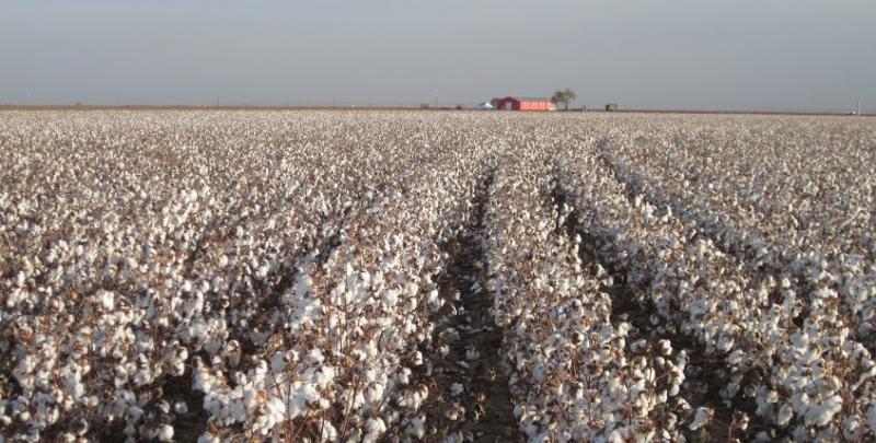 The Zady clothing line sources cotton from the Texas Organic Cotton Cooperative in Lubbock, Texas. The Zady clothing line sources cotton from the Texas Organic Cotton Cooperative in Lubbock, Texas.