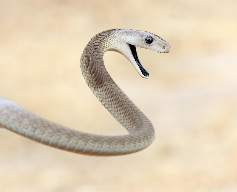 The black mamba is a large venomous snake found in Africa. The World Health Organization estimates that up to 138,000 people die from a snakebite each year. The black mamba is a large venomous snake found in Africa. The World Health Organization estimates that up to 138,000 people die from a snakebite each year.