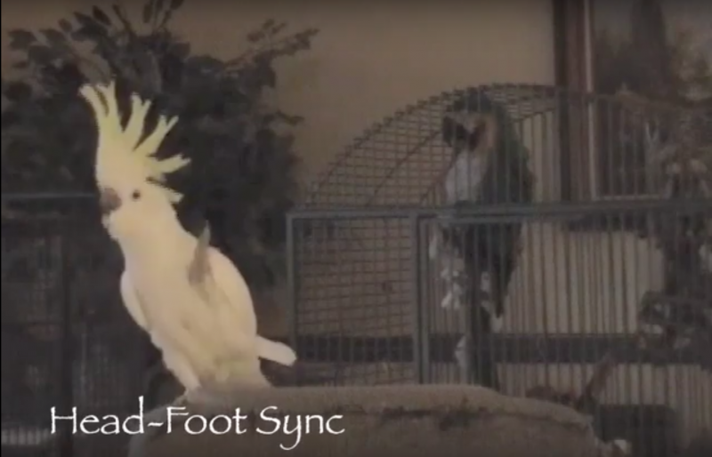 Snowball, the dancing cockatoo. Snowball, the dancing cockatoo.
