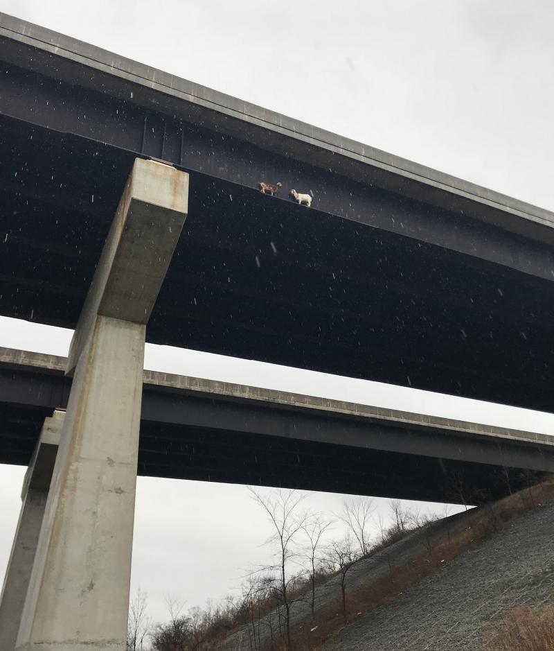 See that little brown critter and that little white critter? They're goats stuck on a bridge in western Pennsylvania. The white goat is facing in the wrong direction to walk off the beam, about 100 feet high, and return to solid ground. See that little brown critter and that little white critter? They're goats stuck on a bridge in western Pennsylvania. The white goat is facing in the wrong direction to walk off the beam, about 100 feet high, and return to solid ground.