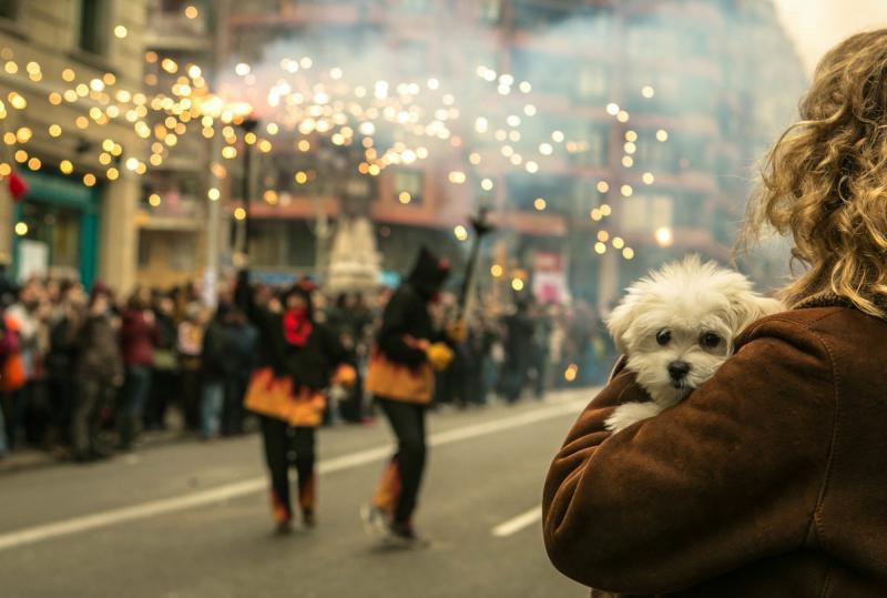 Celebrations that include loud fireworks often terrify dogs. Though there's not yet much science to confirm it, some veterinarians and pet owners say CBD, an extract of hemp or marijuana, can ease a pet's fear. Celebrations that include loud fireworks often terrify dogs. Though there's not yet much science to confirm it, some veterinarians and pet owners say CBD, an extract of hemp or marijuana, can ease a pet's fear.