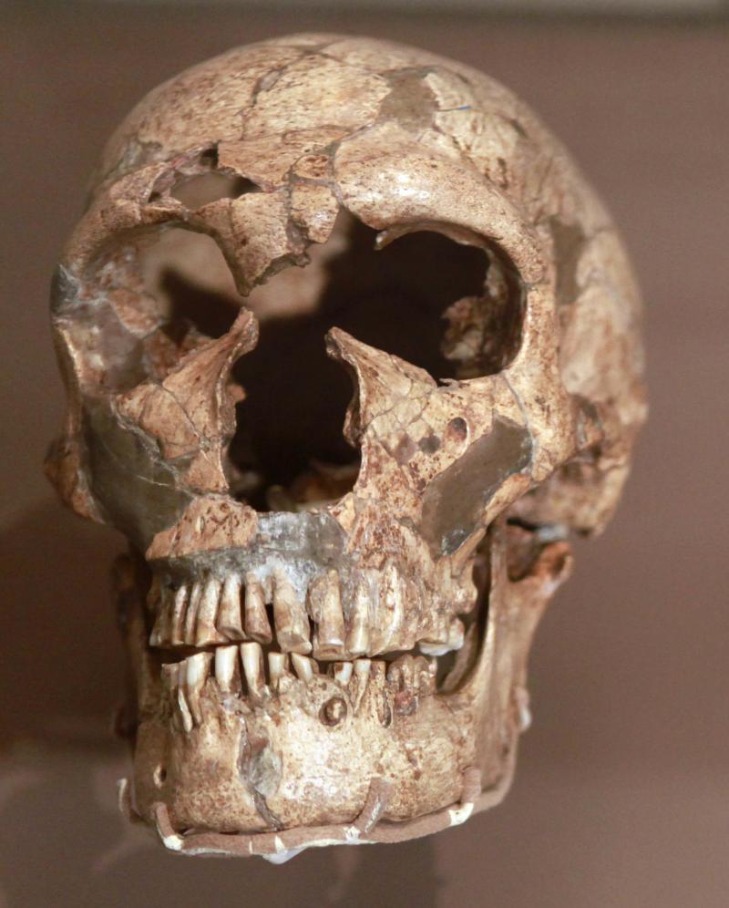The skull of La Ferrassie Neanderthal, from France. The skull of La Ferrassie Neanderthal, from France.
