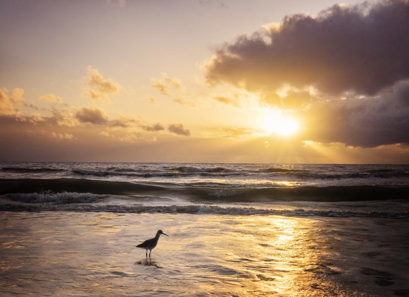 View of a Willet bird in the foamy water in front of the setting sun at Fort Myers Beach, Fla., in winter. View of a Willet bird in the foamy water in front of the setting sun at Fort Myers Beach, Fla., in winter.