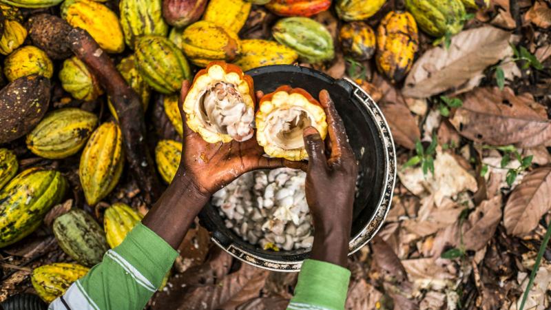A cocoa farmer opens cacao pods with a stick to collect cocoa beans at his farm in Beni in the Democratic Republic of Congo. A cocoa farmer opens cacao pods with a stick to collect cocoa beans at his farm in Beni in the Democratic Republic of Congo.