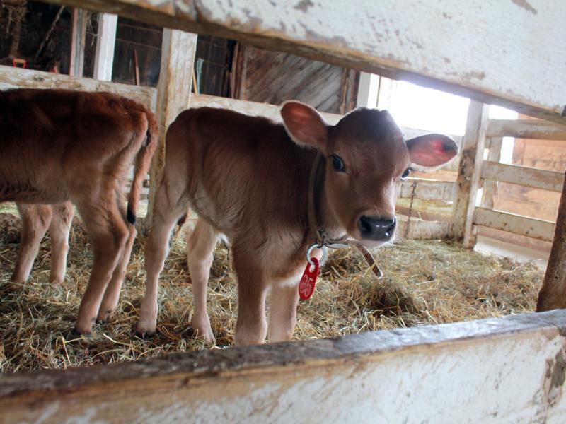 Calves at Butterworks Farm, an organic dairy farm in Vermont. Its owners are among the founding partners of Farmers to You, a startup that connects farmers in Vermont with customers in Boston. Calves at Butterworks Farm, an organic dairy farm in Vermont. Its owners are among the founding partners of Farmers to You, a startup that connects farmers in Vermont with customers in Boston.