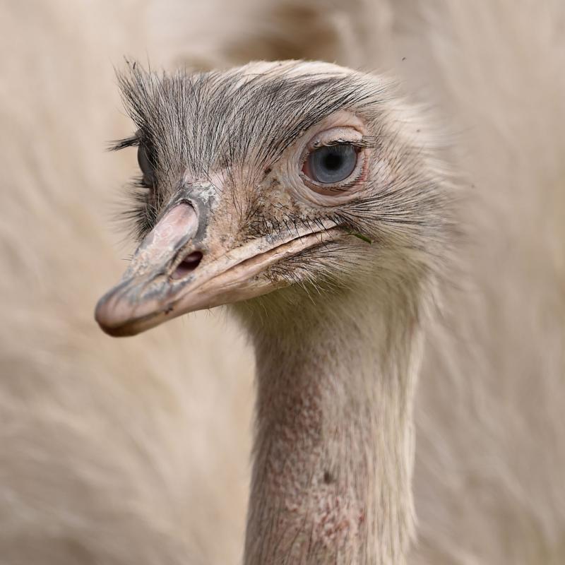 The female partner of the missing rhea bird that has been on the loose from a private collection in Carlton-in-Lindrick near Worksop, Nottinghamshire, U.K. The female partner of the missing rhea bird that has been on the loose from a private collection in Carlton-in-Lindrick near Worksop, Nottinghamshire, U.K.