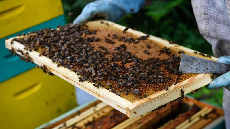 A beekeeper inspects honey frames in 2018 in Ploerdut, western France. There's been an increase in stolen beehives in 2021. A beekeeper inspects honey frames in 2018 in Ploerdut, western France. There's been an increase in stolen beehives in 2021.