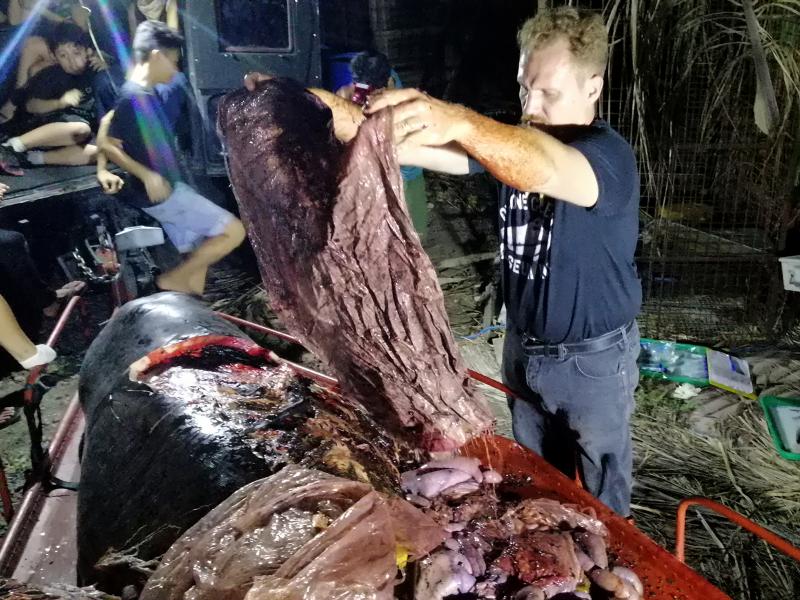 Darrell Blatchley, environmentalist and director of D' Bone Collector Museum, shows plastic waste found in the stomach of a Cuvier's beaked whale near the Philippine city of Davao. Darrell Blatchley, environmentalist and director of D' Bone Collector Museum, shows plastic waste found in the stomach of a Cuvier's beaked whale near the Philippine city of Davao.