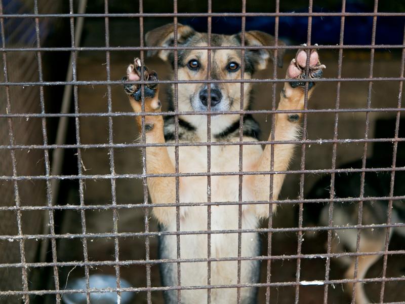 It takes more than temperament tests to ensure safe dog adoptions, says Alva Noë. It takes more than temperament tests to ensure safe dog adoptions, says Alva Noë.