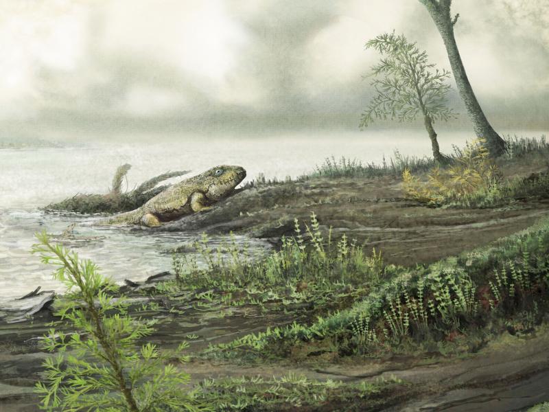 The ancestors of modern hospital superbugs may have lived in the guts of ancient land animals. The ancestors of modern hospital superbugs may have lived in the guts of ancient land animals.