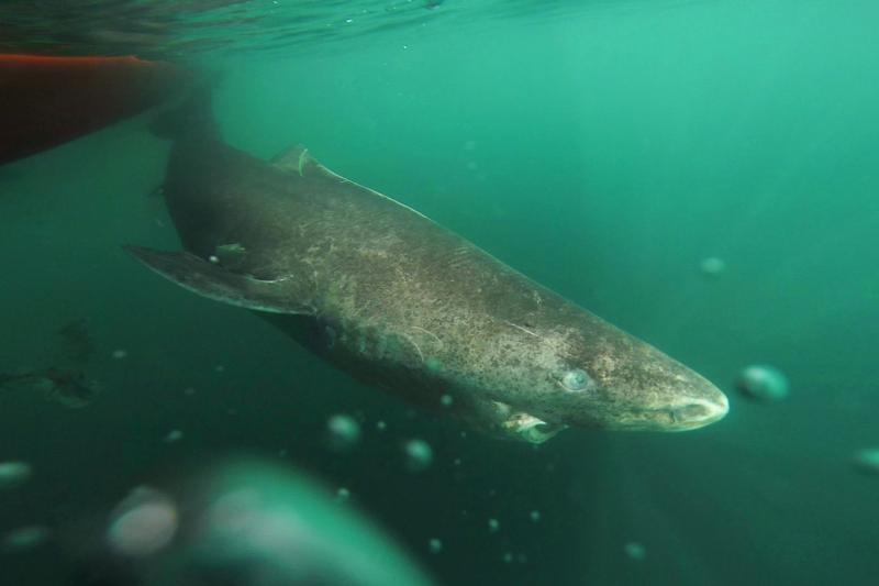 The long lifespan of the Greenland shark, shown here in the cold, deep waters of the Uummannaq Fjord, may only be surpassed by that of the ocean quahog, a clam known to live as long as 507 years. The long lifespan of the Greenland shark, shown here in the cold, deep waters of the Uummannaq Fjord, may only be surpassed by that of the ocean quahog, a clam known to live as long as 507 years.