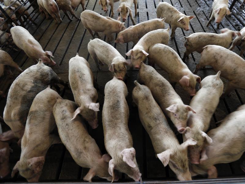 Young hogs are seen at a farm in Farmville, N.C. From farmers to meat-storage facilities, to auto parts manufacturers, the impact of tariffs is spreading. Young hogs are seen at a farm in Farmville, N.C. From farmers to meat-storage facilities, to auto parts manufacturers, the impact of tariffs is spreading.