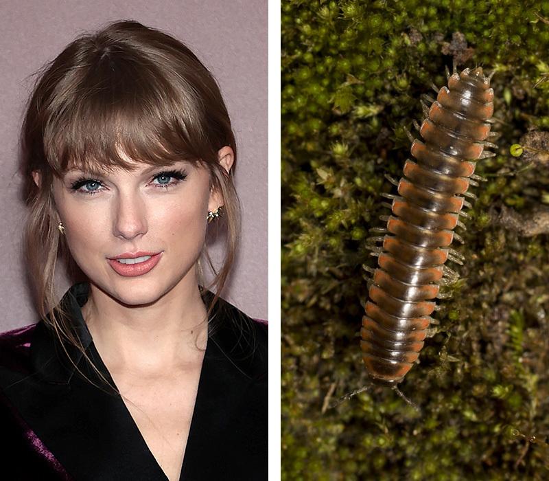 Taylor Swift, pictured in 2021, is the inspiration for the name of the newly described Twisted-Claw Millipede, Nannaria swiftae. Taylor Swift, pictured in 2021, is the inspiration for the name of the newly described Twisted-Claw Millipede, Nannaria swiftae.