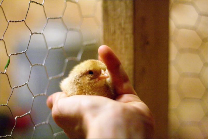 This chick will live. It's female. This chick will live. It's female.