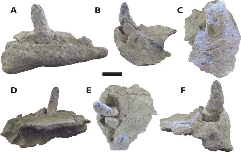 A new study of Deinosuchus or "terror crocodiles," led by Adam Cosette, offers a fuller picture of the ancient creature from head to tail. Cossette said Deinosuchus had large, robust teeth, ranging from six to eight inches long, as shown in the photo. A new study of Deinosuchus or "terror crocodiles," led by Adam Cosette, offers a fuller picture of the ancient creature from head to tail. Cossette said Deinosuchus had large, robust teeth, ranging from six to eight inches long, as shown in the photo.