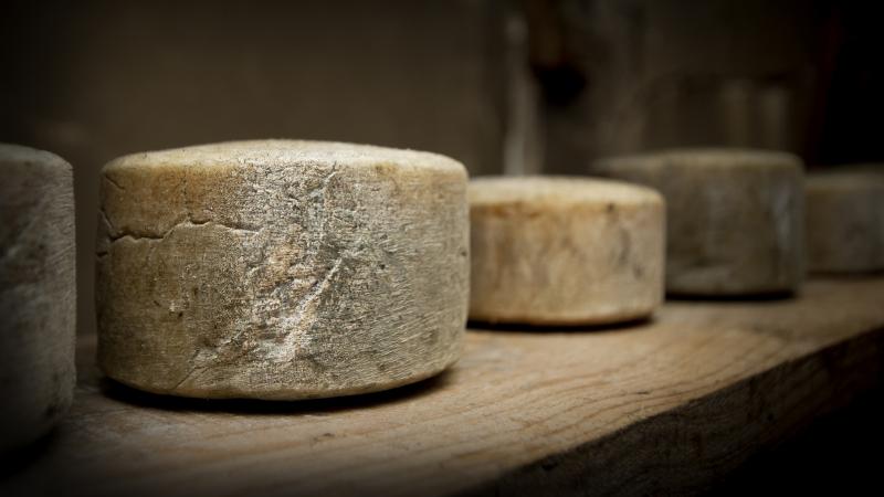Many artisan cheese producers never pasteurize their milk – it's raw. The milk's natural microbial community is still in there. This microbial festival gives cheese variety and intrigues scientists. Many artisan cheese producers never pasteurize their milk – it's raw. The milk's natural microbial community is still in there. This microbial festival gives cheese variety and intrigues scientists.