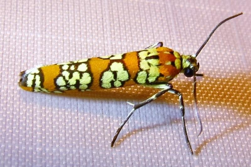 Bug enthusiast Anna Lindqvist uploads photos like this — of the Ailanthus Webworm Moth (Atteva aurea) to the iNaturalist app. Like a social network for wildlife, her location paired with the photo help both amateur and expert naturalists identify the sp Bug enthusiast Anna Lindqvist uploads photos like this — of the Ailanthus Webworm Moth (Atteva aurea) to the iNaturalist app. Like a social network for wildlife, her location paired with the photo help both amateur and expert naturalists identify the sp