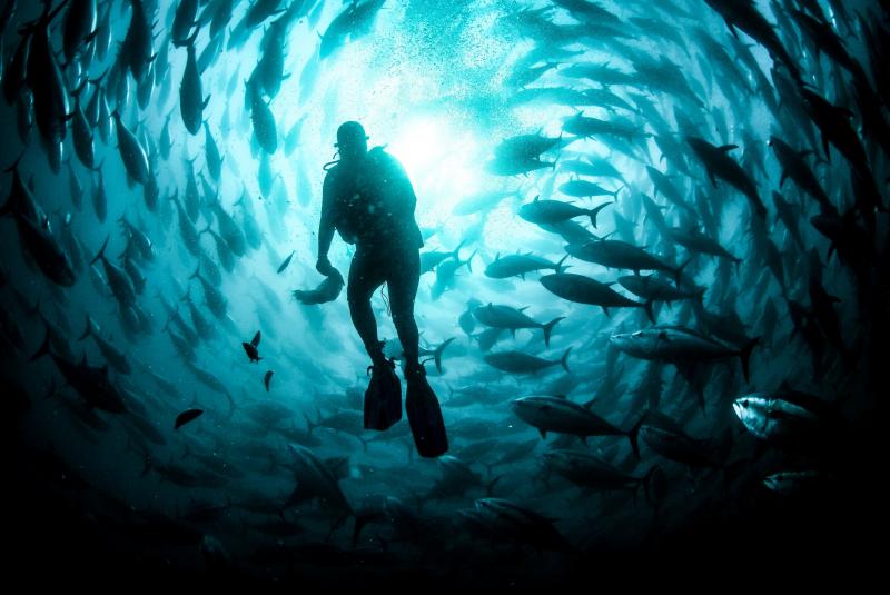 A diver maintains an open-water cage where tuna are being farmed in Izmir, Turkey. In the U.S., federally controlled ocean waters have been off limits to aquaculture, curbing the industry's growth. But the tide may be turning. A diver maintains an open-water cage where tuna are being farmed in Izmir, Turkey. In the U.S., federally controlled ocean waters have been off limits to aquaculture, curbing the industry's growth. But the tide may be turning.