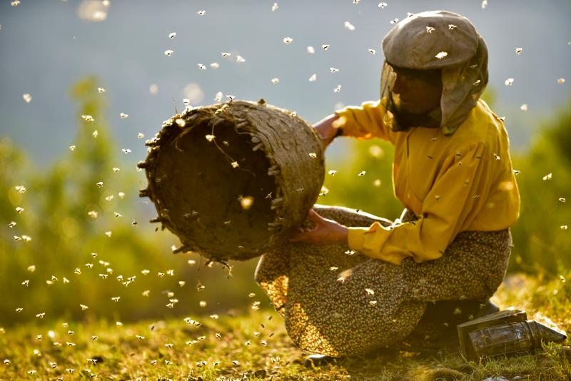 Beekeeper Hatidze Muratova lives in a ruggedly mountainous area of Macedonia. She has a simple rule: When you harvest honey, you only take half — and leave the other half for the bees. Beekeeper Hatidze Muratova lives in a ruggedly mountainous area of Macedonia. She has a simple rule: When you harvest honey, you only take half — and leave the other half for the bees.