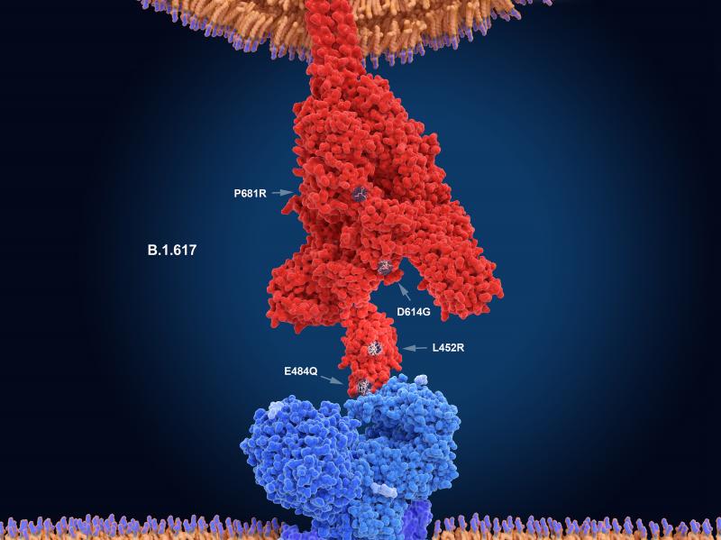 The numerals in this illustration show the main mutation sites of the delta variant of the coronavirus, which is likely the most contagious version. Here, the virus's spike protein (red) binds to a receptor on a human cell (blue). The numerals in this illustration show the main mutation sites of the delta variant of the coronavirus, which is likely the most contagious version. Here, the virus's spike protein (red) binds to a receptor on a human cell (blue).