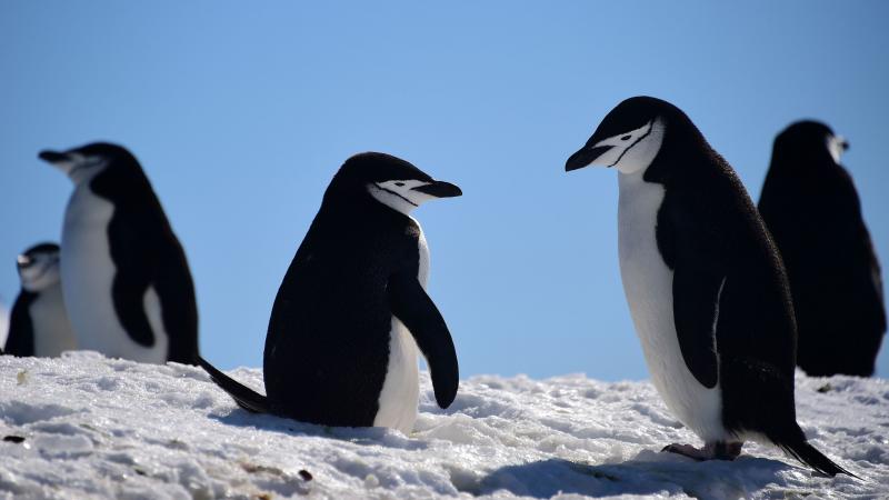 Barbijo penguins gather on South Shetland Islands, Antarctica, in 2019. But that's probably not where their ancestors lived. Barbijo penguins gather on South Shetland Islands, Antarctica, in 2019. But that's probably not where their ancestors lived.