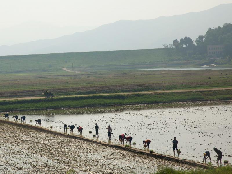North Korean farmers work in a rice paddy outside the capital Pyongyang. North Korean farmers work in a rice paddy outside the capital Pyongyang.