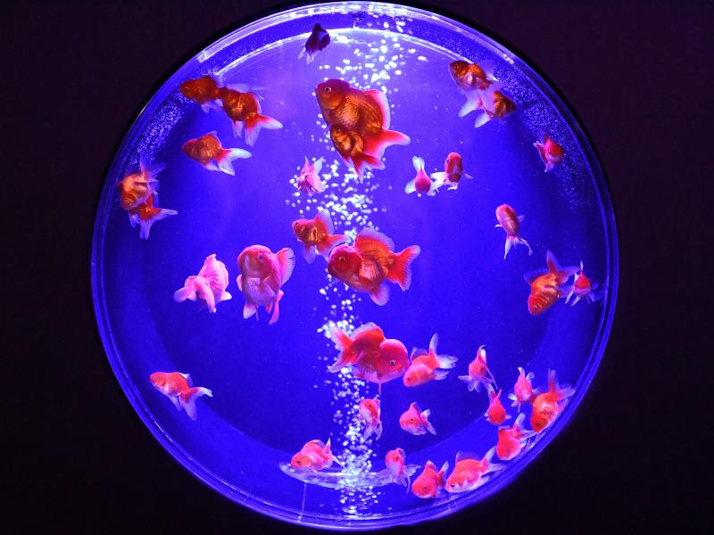 Goldfish, like these showcased at Tokyo's Nihonbashi Art Aquarium, have been bred in China over centuries, into forms so varied and rare that one can be worth hundreds of dollars. Goldfish, like these showcased at Tokyo's Nihonbashi Art Aquarium, have been bred in China over centuries, into forms so varied and rare that one can be worth hundreds of dollars.