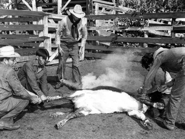 Seminole cowboys mark and brand a calf in the corral during roundup on Florida's Brighton reservation in 1950. Seminole cowboys mark and brand a calf in the corral during roundup on Florida's Brighton reservation in 1950.