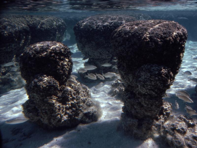 Stromatolites (deposits built by colonies of cyanobacteria), are seen underwater at high tide in Shark Bay, Western Australia. Stromatolites (deposits built by colonies of cyanobacteria), are seen underwater at high tide in Shark Bay, Western Australia.
