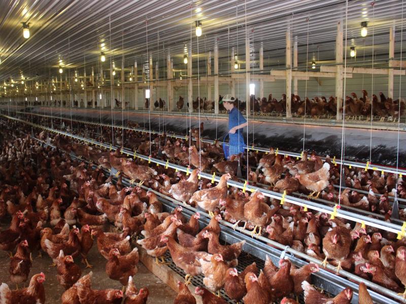 Cage-free chickens in a barn near Hershey, Pa., get to roam and perch on steel rods, but they don't go outside. This week, McDonald's became the latest big buyer to demand cage-free eggs. Cage-free chickens in a barn near Hershey, Pa., get to roam and perch on steel rods, but they don't go outside. This week, McDonald's became the latest big buyer to demand cage-free eggs.