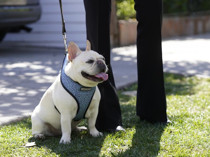 French Bulldogs were the second most popular breed registered with the American Kennel Club in 2020. French Bulldogs were the second most popular breed registered with the American Kennel Club in 2020.