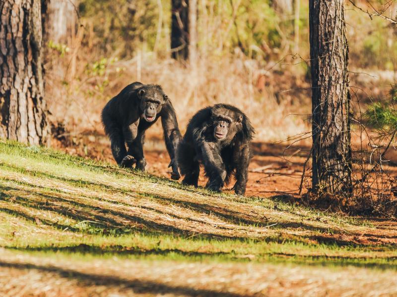 Two chimpanzees roam the grounds of Chimp Haven in Louisiana. Many former research chimpanzees have been sent to retire at the sanctuary. Two chimpanzees roam the grounds of Chimp Haven in Louisiana. Many former research chimpanzees have been sent to retire at the sanctuary.
