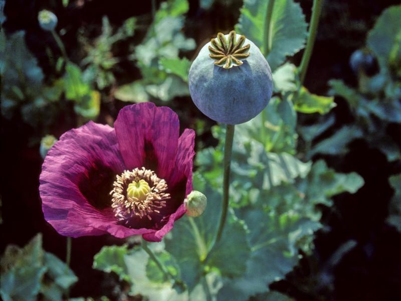 Opium poppies in Turkey Opium poppies in Turkey