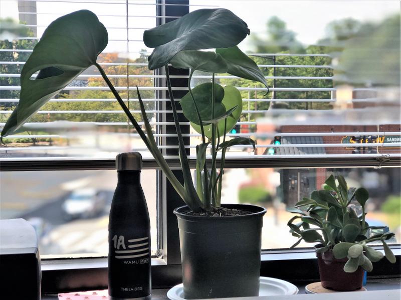 plant parenthood REAL plant parenthood REAL